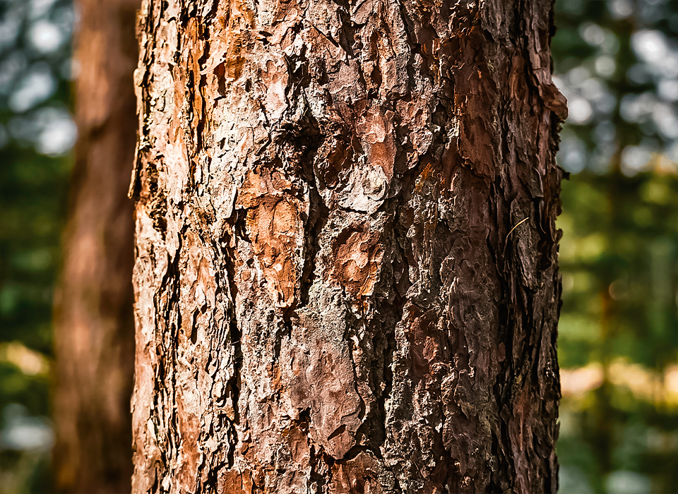 Pine_BarkiStock-2162815739