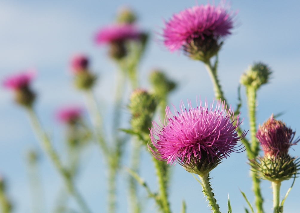 thistle_blog2_hk